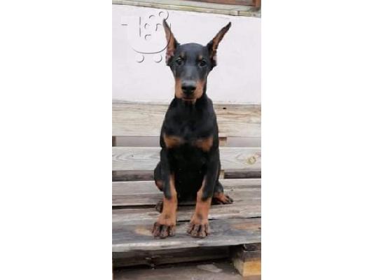 PoulaTo: Doberman